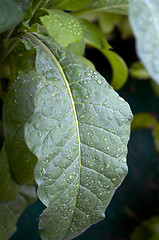 Image showing large Tobacco leaf covered with rain drops