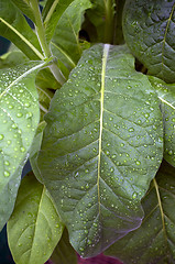 Image showing Tobacco plant with rain drops