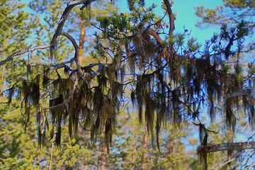 Image showing  dense forest with lichen borodinym