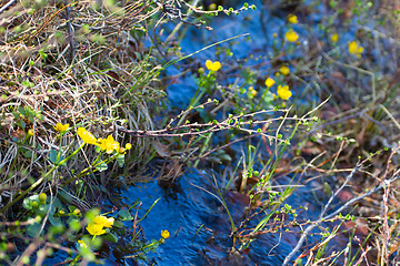 Image showing classic warm spring flowering and blooming