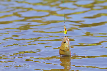 Image showing perch fishing on lake