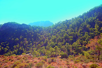 Image showing wild natural hillside and pine forest