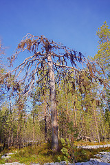 Image showing  dense forest with lichen borodinym