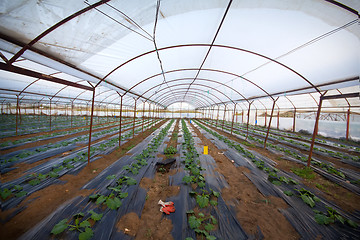 Image showing greenhouse farm