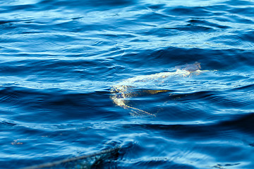 Image showing fish pike in net in  spring