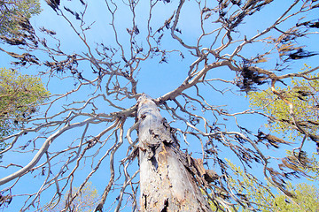 Image showing  dense forest with lichen borodinym