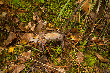 Image showing Crabs in the mountains of the Mediterranean