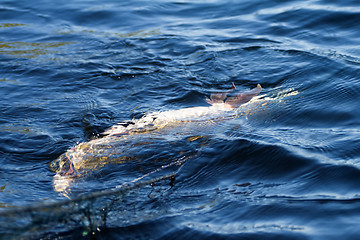 Image showing fish pike in net in  spring