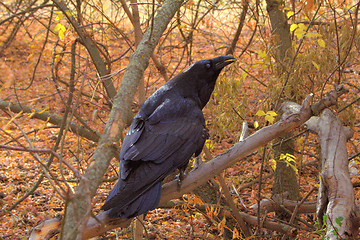 Image showing Raven black  wise bird