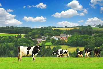 Image showing Cows in a pasture