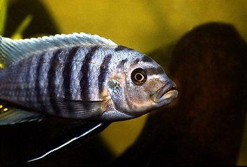 Image showing Metriaclima Estherae. Red Zebra in aquarium.