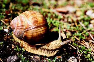 Image showing Burgundy Snail. Helix pomatia.