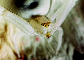 Image showing Crab spider. Misumena vatia.