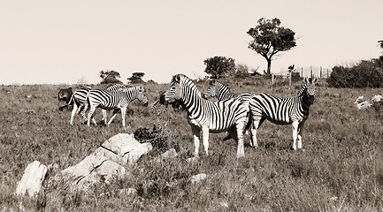 Image showing A group of zebras