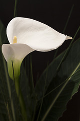 Image showing White Calla Lili in front of black Background macro Detail