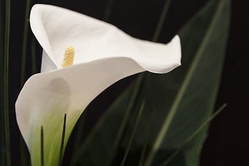 Image showing White Calla Lili in front of black Background macro Detail