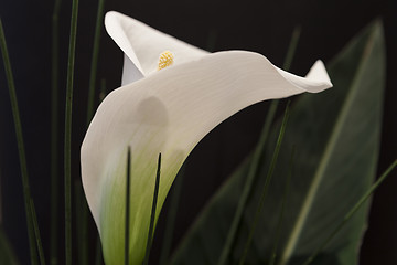 Image showing White Calla Lili in front of black Background macro Detail