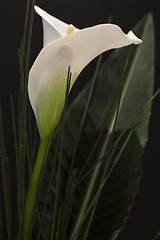 Image showing White Calla Lili in front of black Background macro Detail