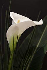 Image showing White Calla Lili in front of black Background macro Detail