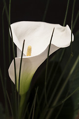 Image showing White Calla Lili in front of black Background macro Detail