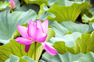 Image showing pink lotus flower in a pond