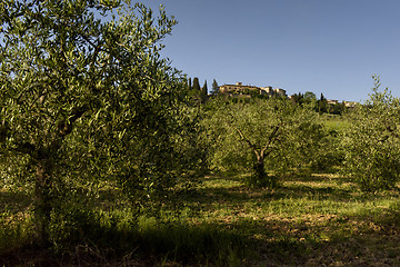 Image showing Landscape with olive trees, Tuscany, Italy