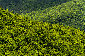 Image showing Green forest (abstract background)