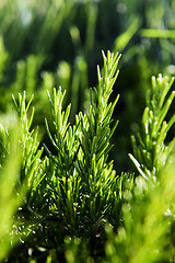 Image showing Rosemary herb