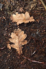 Image showing Fallen leaves