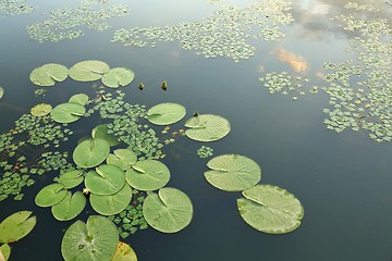 Image showing Water surface with plants