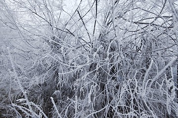 Image showing Frosty branches