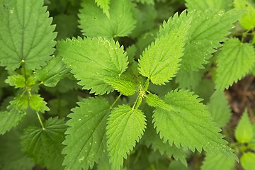 Image showing Nettle