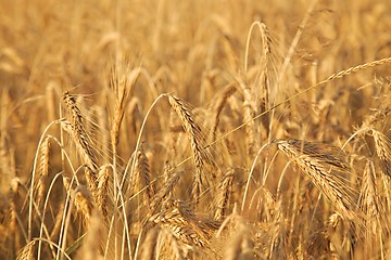 Image showing Wheat field