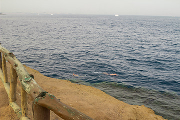 Image showing Egypt. Snork Linguists examine coral reef