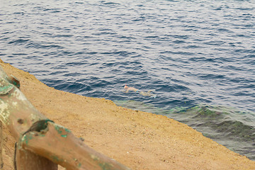 Image showing Red Sea coastal coral reef