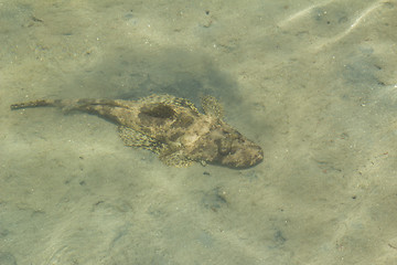 Image showing Egypt. Red Sea   