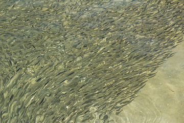 Image showing Egypt. Red Sea   