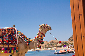 Image showing Camel with a drover on the beach