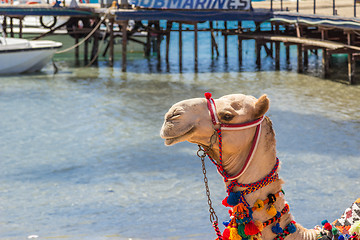 Image showing Camel with a drover on the beach