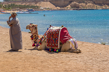 Image showing Camel with a drover on the beach