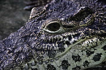 Image showing Crocodile face close up