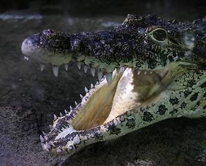 Image showing Crocodile face close up