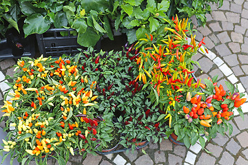 Image showing Chili Peppers