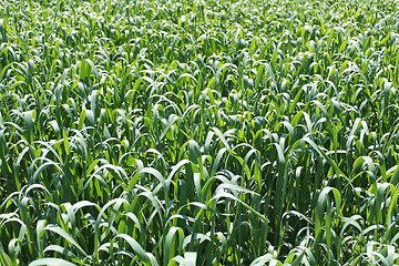 Image showing Oats rapid vegetation before flowering