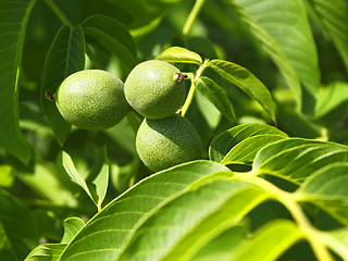 Image showing Green fruits of walnut on a branch