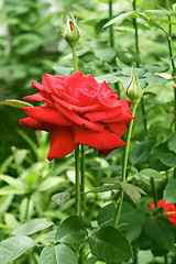 Image showing Beautiful red rose