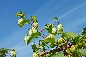 Image showing Hop cones against the blue sky 