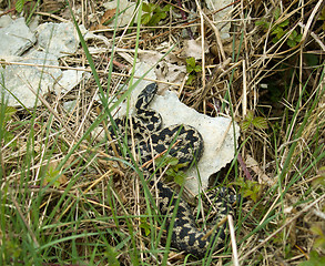 Image showing Common European Adder