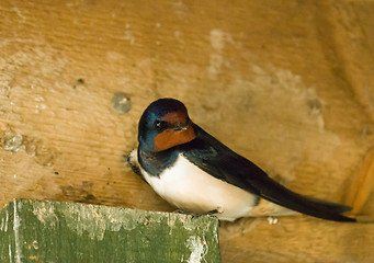 Image showing Barn Swallow