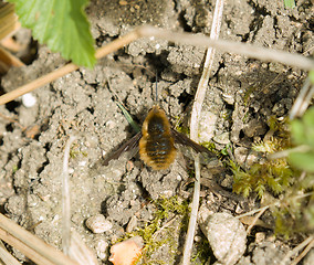 Image showing Dark-edged Bee-fly